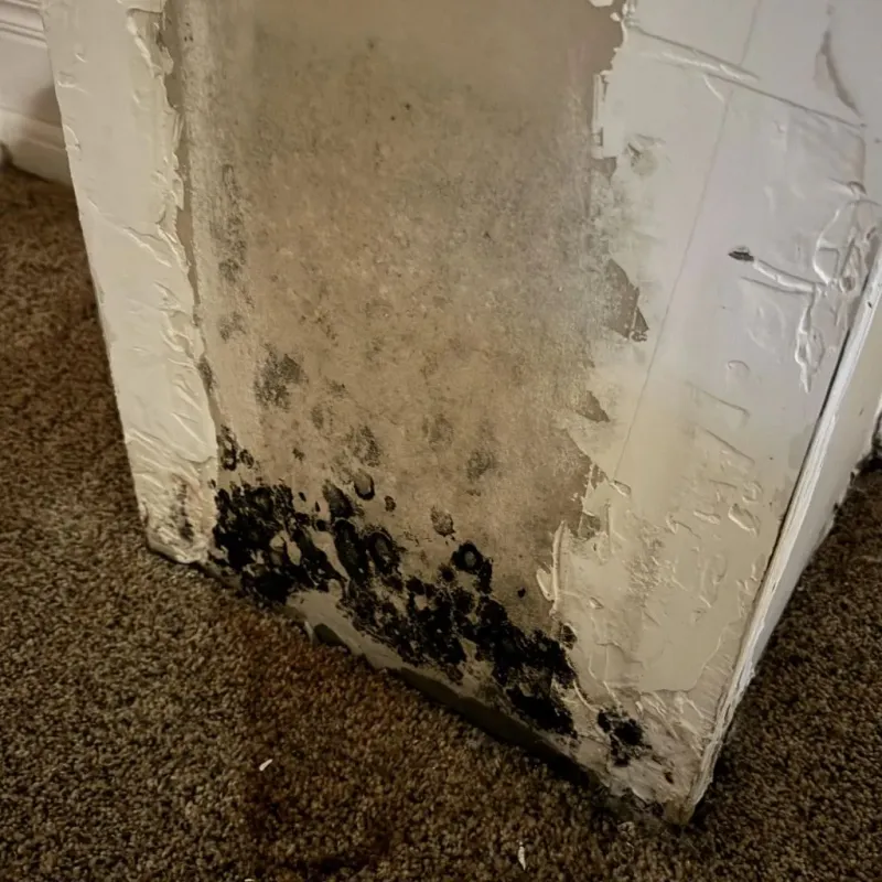 Professional Mold Removal in Bryan County, OK